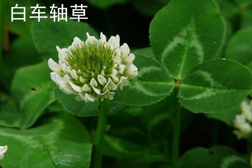 维生素e外用与——，美容护肤新宠的秘密武器