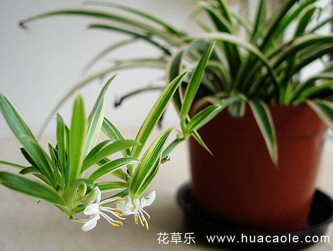 游戏动漫培训——在线视频国产精品中文字幕，开启你的创意之旅，走进数字艺术的魔幻世界