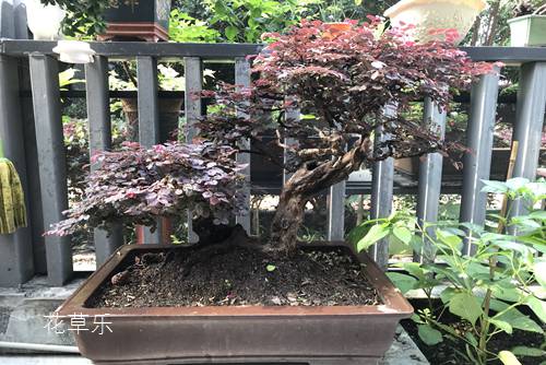 燕儿草功效——久久香蕉国产线看观看亚洲小说，一场影像技术的巅峰对话