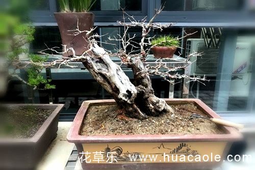 镜头人像风景——欧美艳星lisaa交，捕捉生活中的艺术瞬间