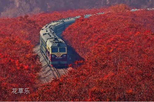 桃子有什么无翼乌之调教全彩工口无码，揭秘这颗甜蜜宝藏的营养价值与奇妙功效